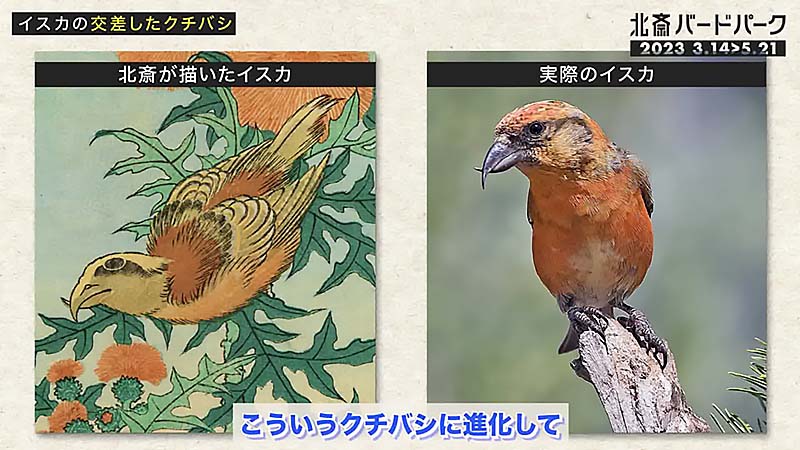 すみだ北斎美術館 - 企画展《北斎バードパーク》関連 細川博昭